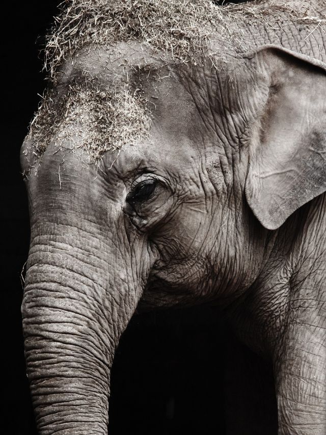 5 Unknown Facts About Elephants: That You Never Heard
