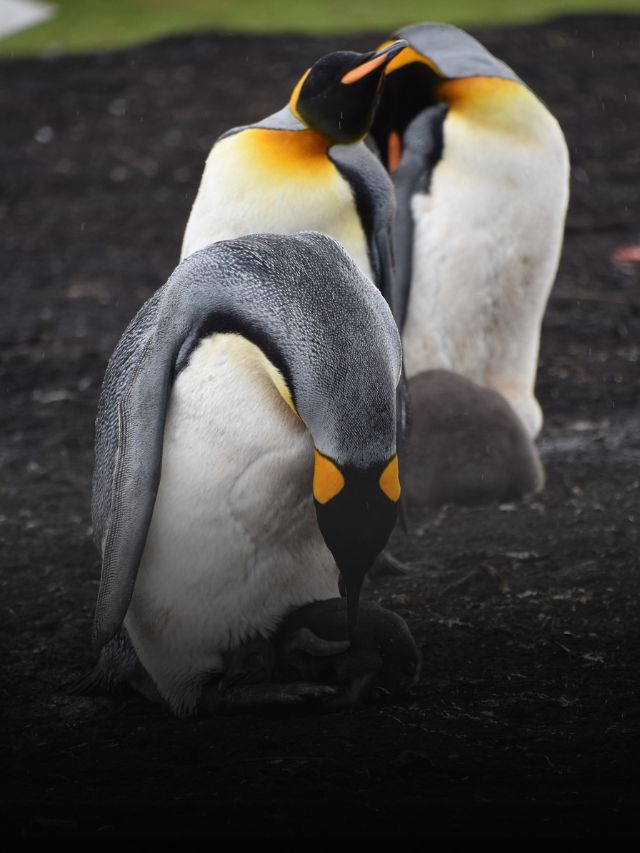 Unknown Facts About Penguins