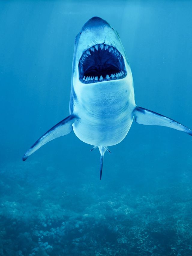 5 Unknown Facts About Shark