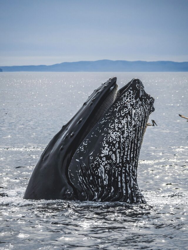 Facts About The Largest Mammal
