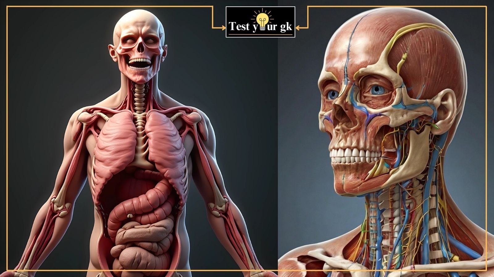 50+ Simple Human Body GK MCQs Questions for Competitive Exams